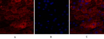 Lamin A/C rabbit pAb Antibody