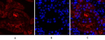 Lamin A/C rabbit pAb Antibody