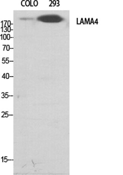 Laminin α-4 rabbit pAb Antibody