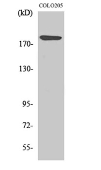 Laminin α-4 rabbit pAb Antibody