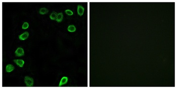 Laminin α-4 rabbit pAb Antibody
