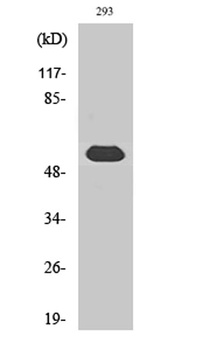 LAP1B rabbit pAb Antibody
