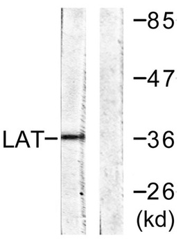 LAT rabbit pAb Antibody