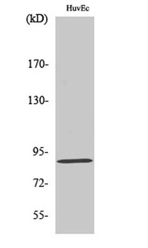 LGR6 rabbit pAb Antibody
