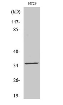 LTB4DH rabbit pAb Antibody
