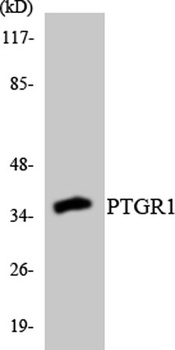 LTB4DH rabbit pAb Antibody