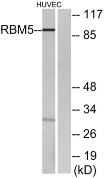 LUCA15 rabbit pAb Antibody
