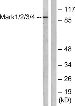 MARK1/2/3/4 rabbit pAb Antibody