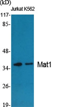Mat1 rabbit pAb Antibody