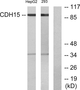 M-cadherin rabbit pAb Antibody