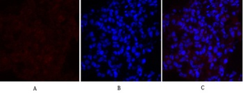 MEK-1/2 rabbit pAb Antibody