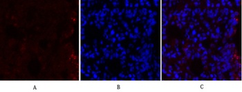 MEK-1/2 rabbit pAb Antibody