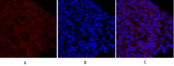 MEK-1/2 rabbit pAb Antibody
