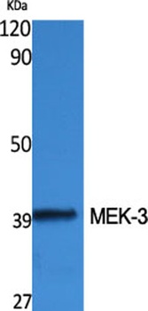 MEK-3 rabbit pAb Antibody