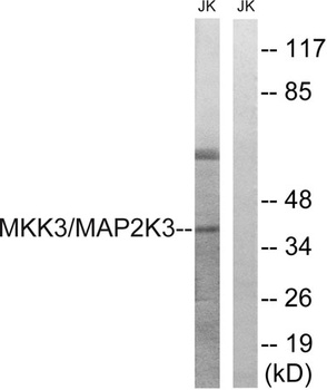 MEK-3 rabbit pAb Antibody
