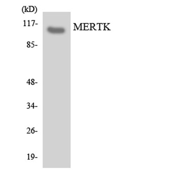 MerTK rabbit pAb Antibody