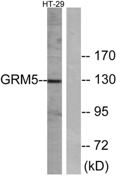 mGluR5 rabbit pAb Antibody