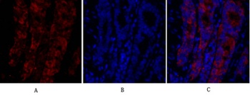 MIF rabbit pAb Antibody