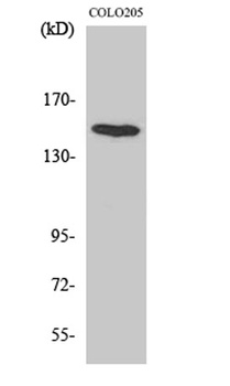 MINK1 rabbit pAb Antibody
