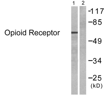 MOR-1 rabbit pAb Antibody