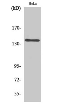 MOV10L1 rabbit pAb Antibody