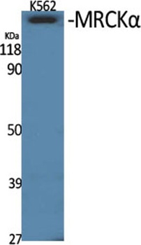 MRCKα rabbit pAb Antibody