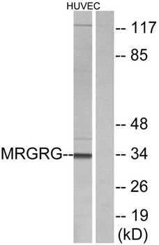 MRGG rabbit pAb Antibody