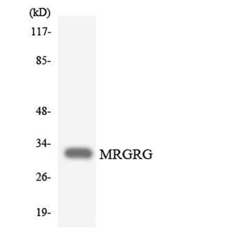 MRGG rabbit pAb Antibody