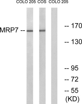 MRP7 rabbit pAb Antibody