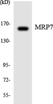 MRP7 rabbit pAb Antibody