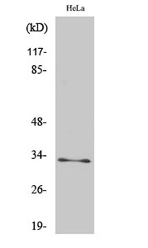 MRP-L15 rabbit pAb Antibody