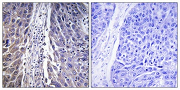 MRP-L15 rabbit pAb Antibody