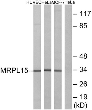 MRP-L15 rabbit pAb Antibody