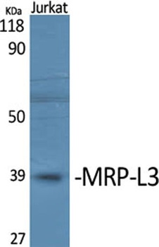 MRP-L3 rabbit pAb Antibody
