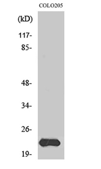 MRP-L40 rabbit pAb Antibody