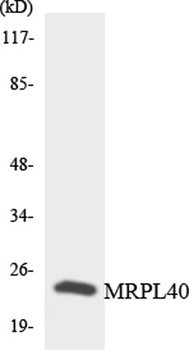 MRP-L40 rabbit pAb Antibody