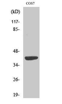 MRP-S22 rabbit pAb Antibody