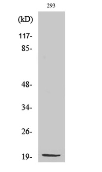 MRP-S25 rabbit pAb Antibody