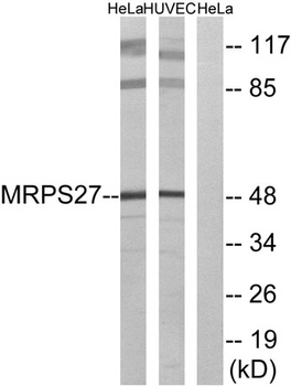 MRP-S27 rabbit pAb Antibody