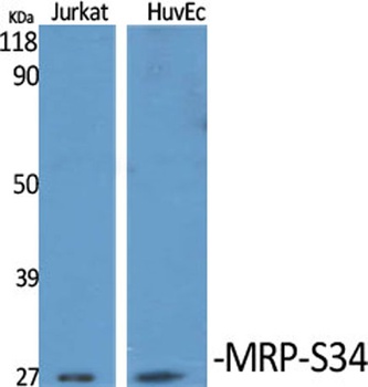 MRP-S34 rabbit pAb Antibody