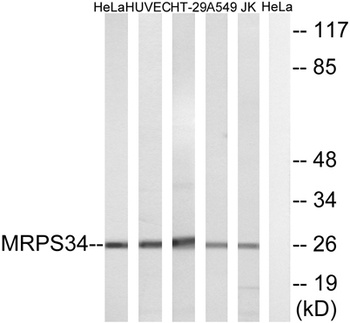 MRP-S34 rabbit pAb Antibody