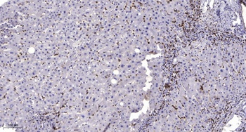 MRP-S34 rabbit pAb Antibody