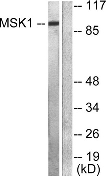 MSK1 rabbit pAb Antibody