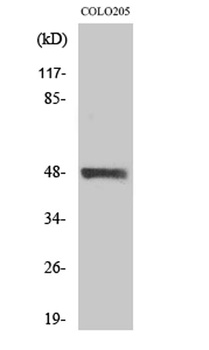 MST-3 rabbit pAb Antibody