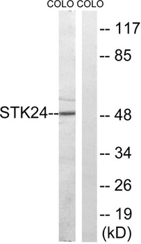 MST-3 rabbit pAb Antibody