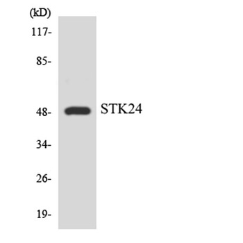 MST-3 rabbit pAb Antibody