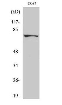MTHFR rabbit pAb Antibody
