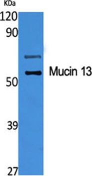 Mucin 13 rabbit pAb Antibody
