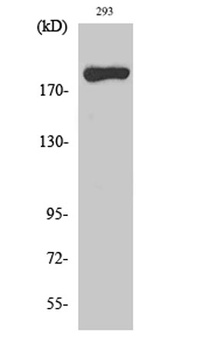 MYH14 rabbit pAb Antibody