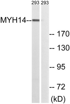 MYH14 rabbit pAb Antibody
